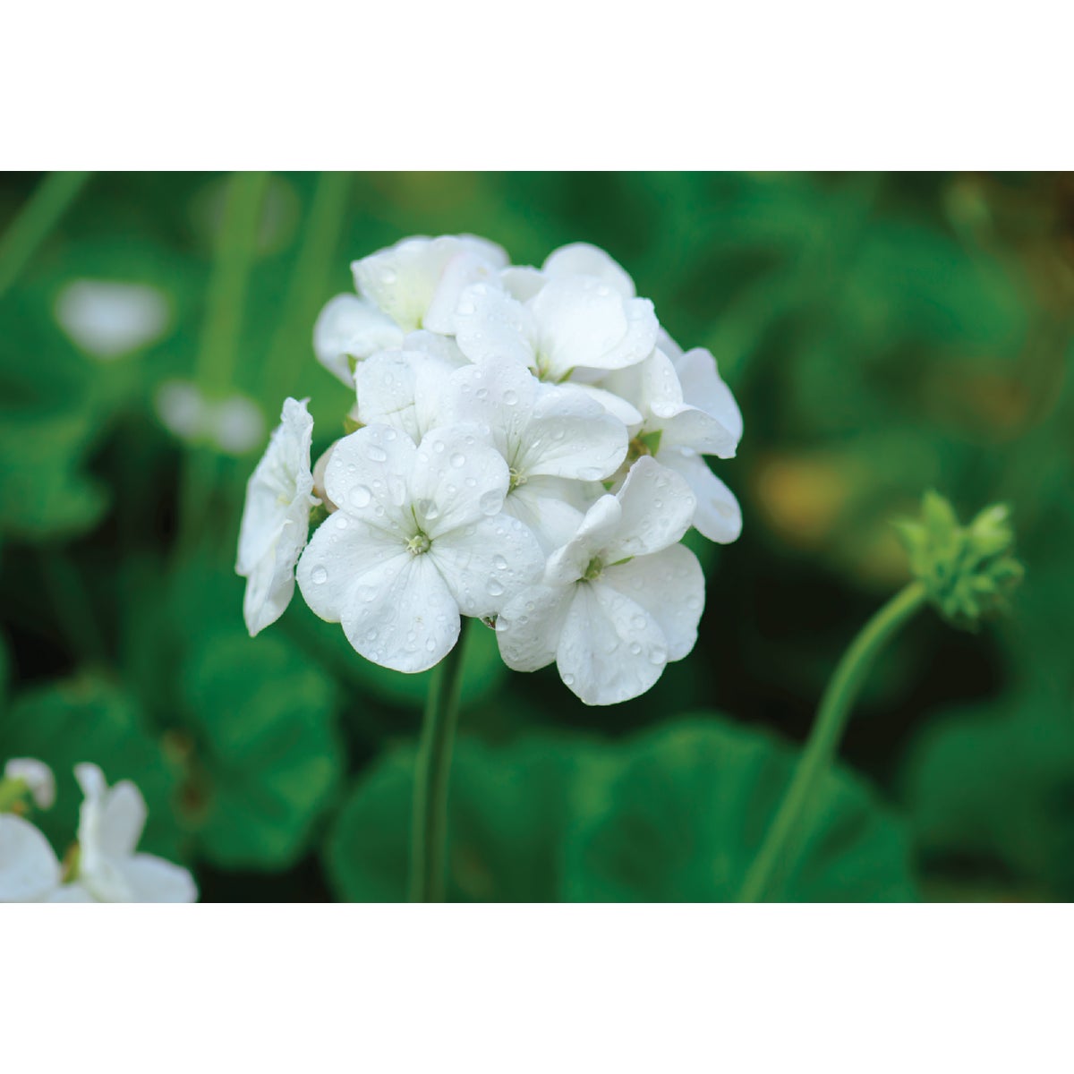 Outdoor Plants