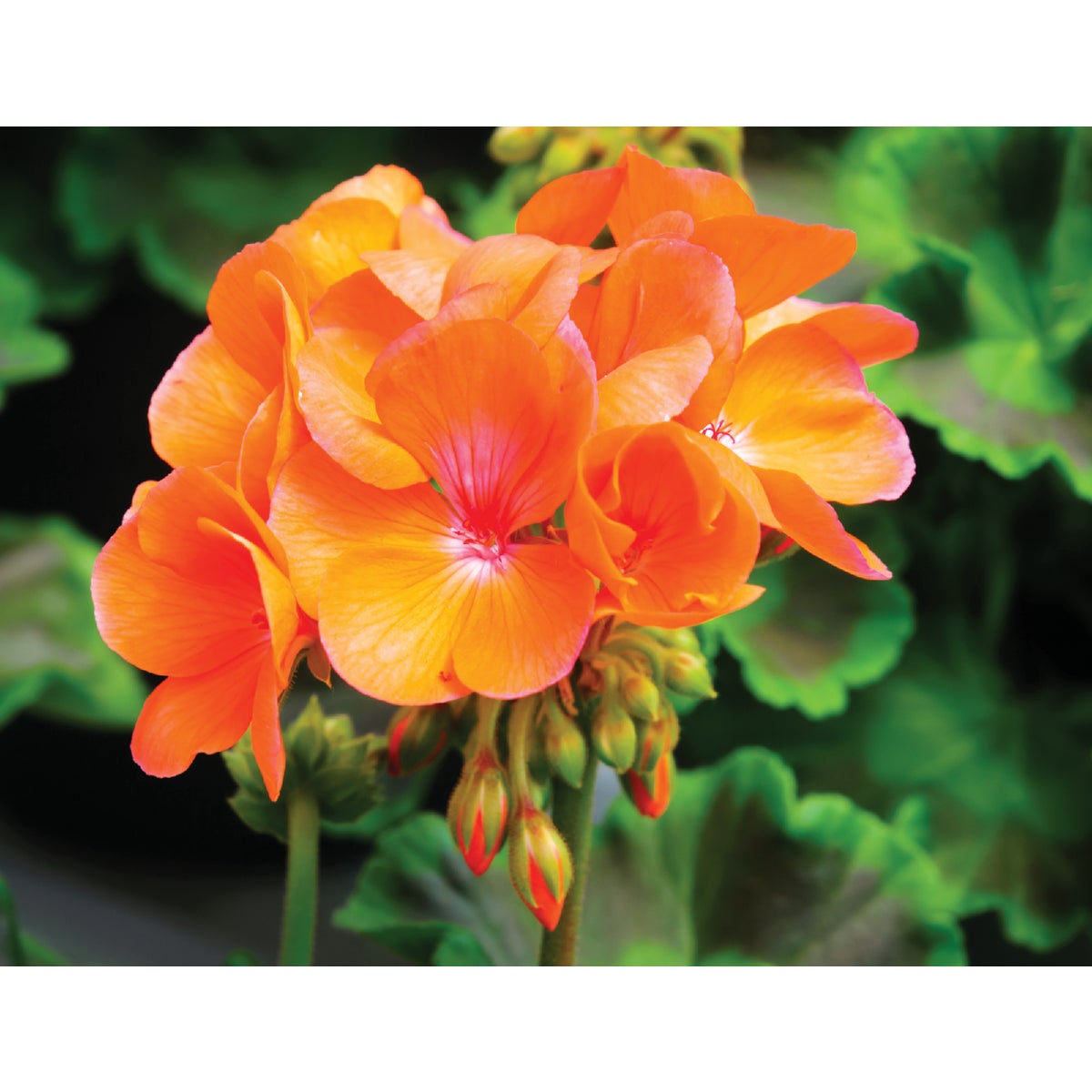 Orange Geranium in 4 In. Pot