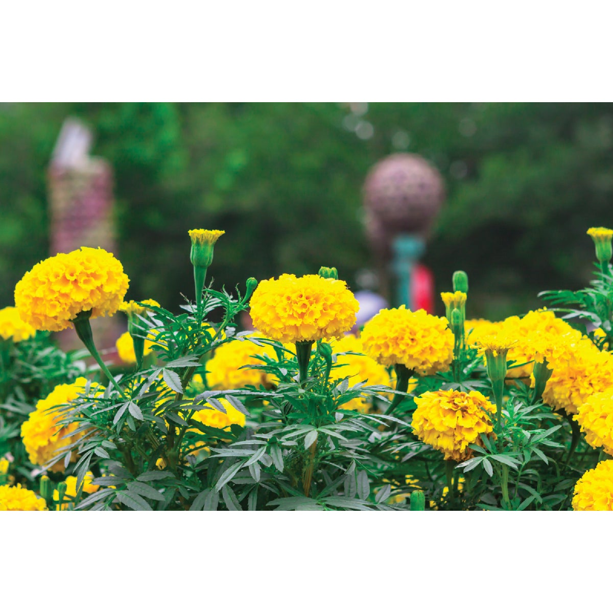Yellow Marigold in 4 In. Pot