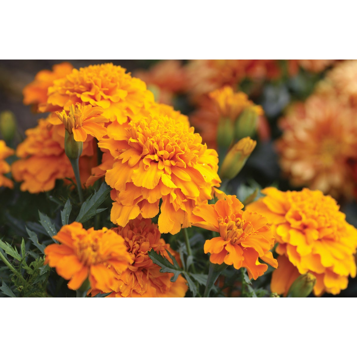 Orange Marigold in 4 In. Pot