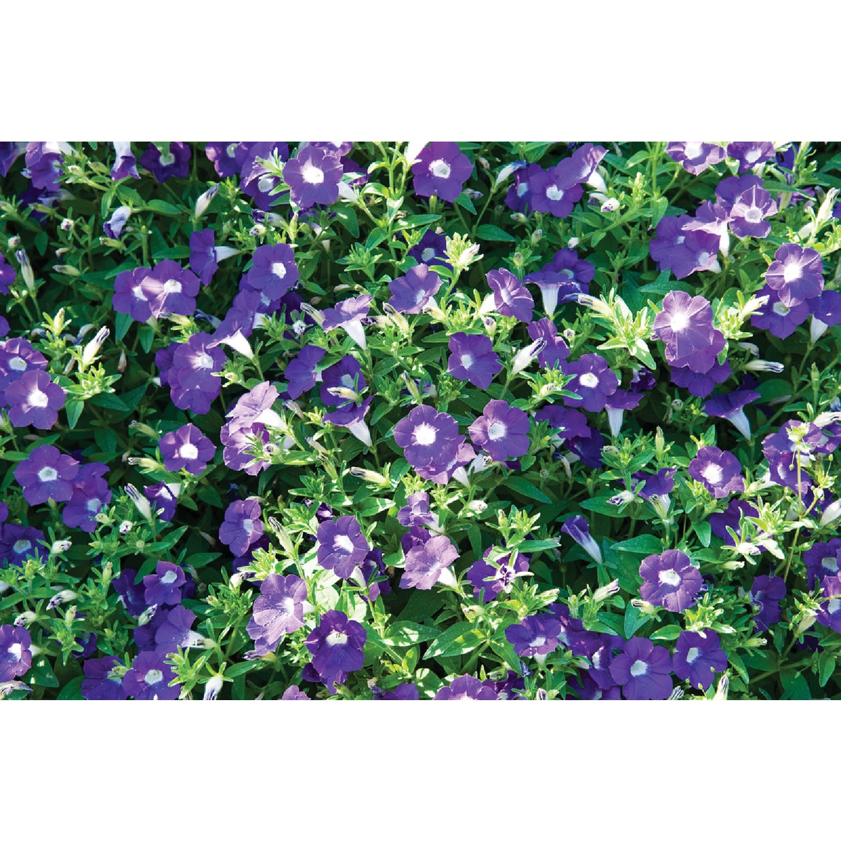 Purple Petunia in 4 In. Pot
