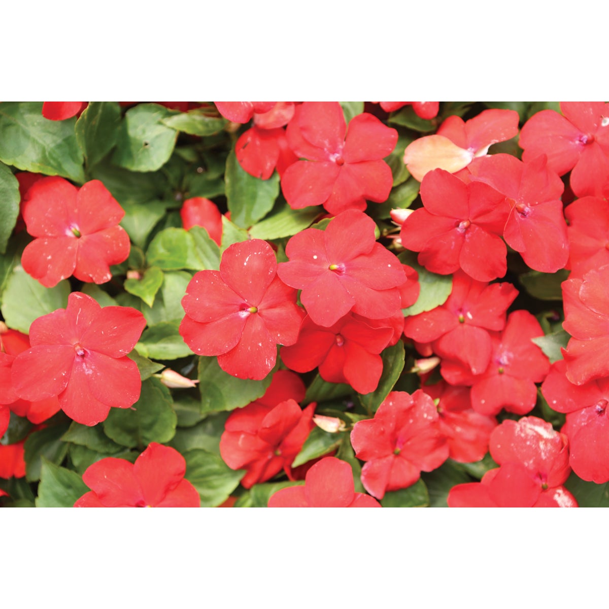 Red Impatiens in 4 In. Pot