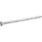 Hillman Fas-n-Tite 12 In. Hot Dipped Galvanized Common Spikes (14-Count) Image 2