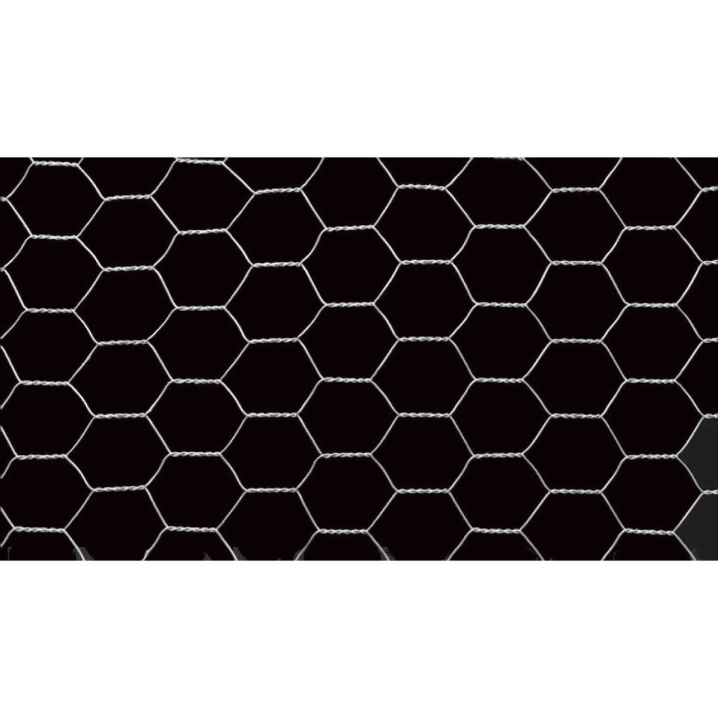 1 In. x 60 In. H. x 50 Ft. L. Hexagonal Wire Poultry Netting Image 3
