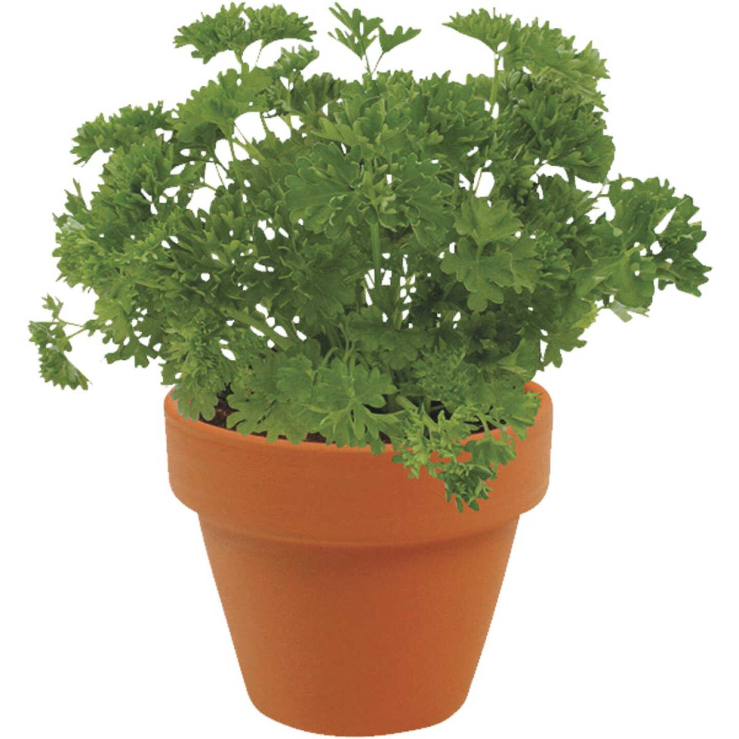 3PC TRIO KITCHEN HERB Image 3