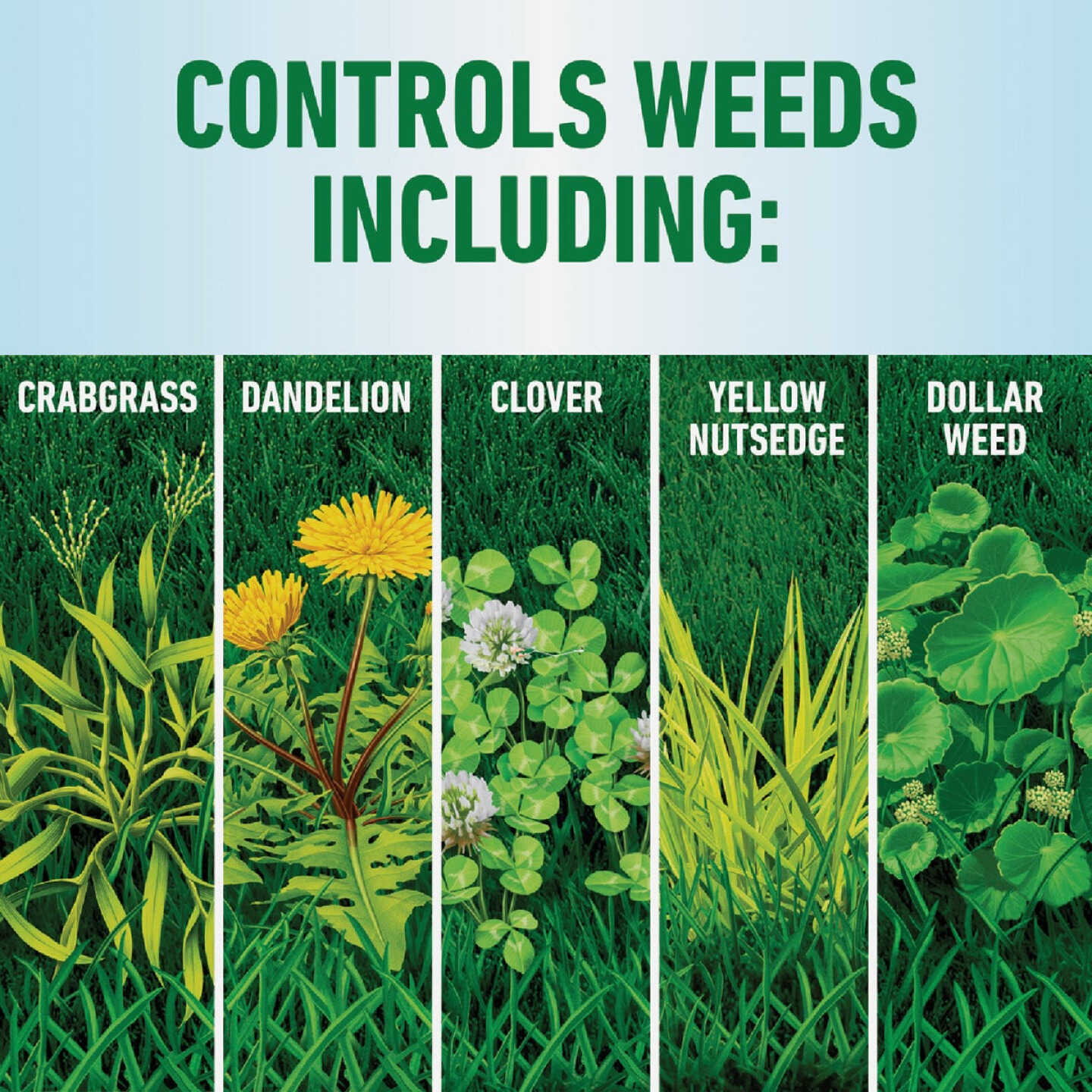 Roundup For Lawns 32 Oz. Concentrate Northern Formula Weed Killer Image 5