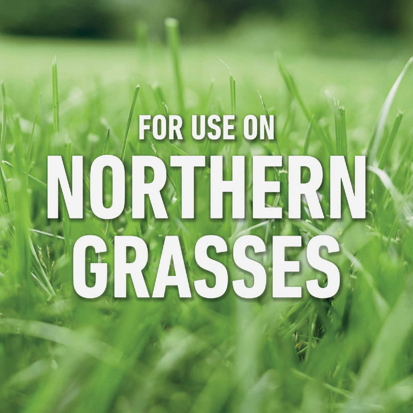 Roundup For Lawns 32 Oz. Northern Formula Weed Killer Image 4
