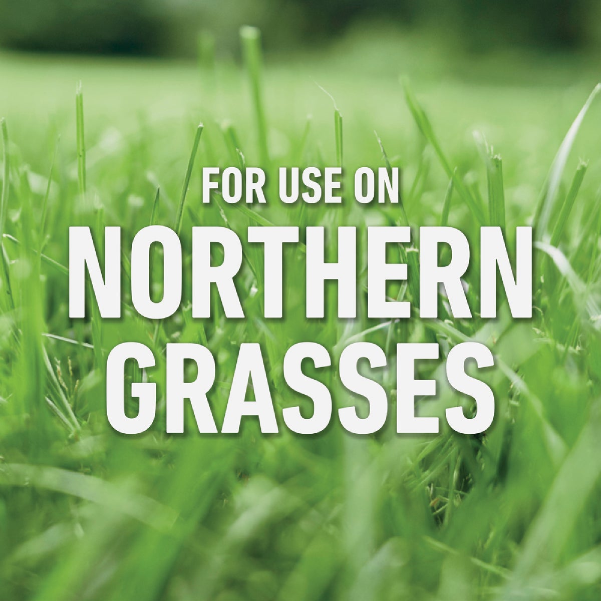 Roundup For Lawns 1 Gal. Ready To Use Wand Sprayer Northern Formula Weed Killer Image 4