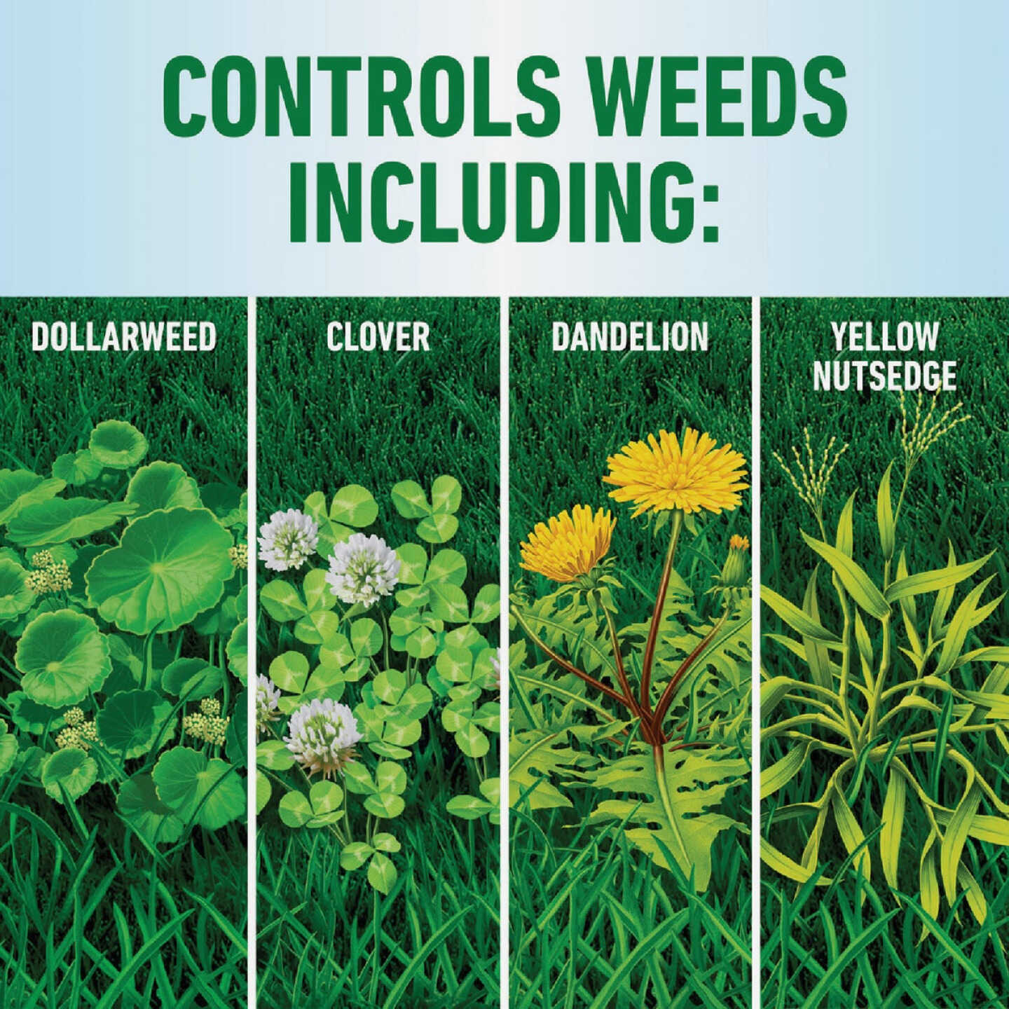 Roundup For Lawns 32 Oz. Spray Southern Formula Weed Killer Image 4