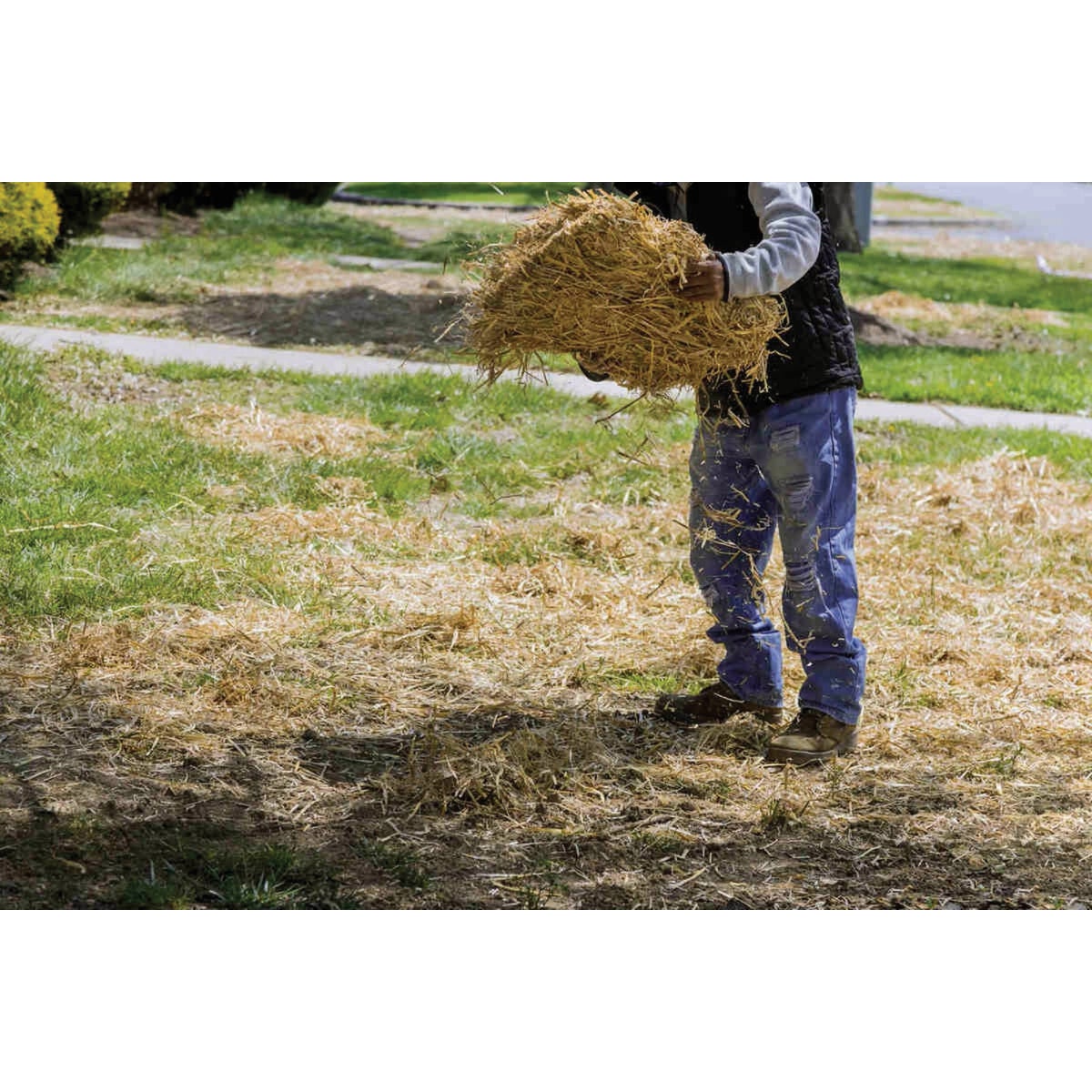 Blue Mountain Hay 50 Lb. Compressed Wheat Straw Bale Image 2