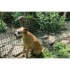 Tenax 4 Ft. H. x 50 Ft. L. High-Density Polyethylene Garden Fence, Green Image 3