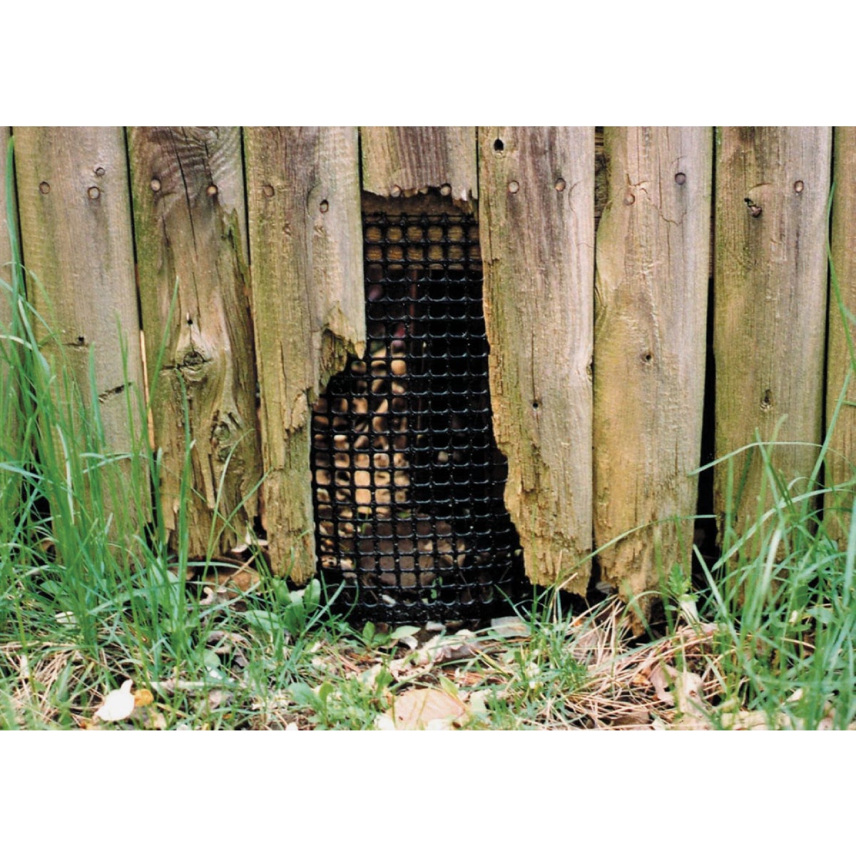 Tenax 3 Ft. H. x 15 Ft. L. Plastic Hardware Netting Garden Fence, Black Image 3