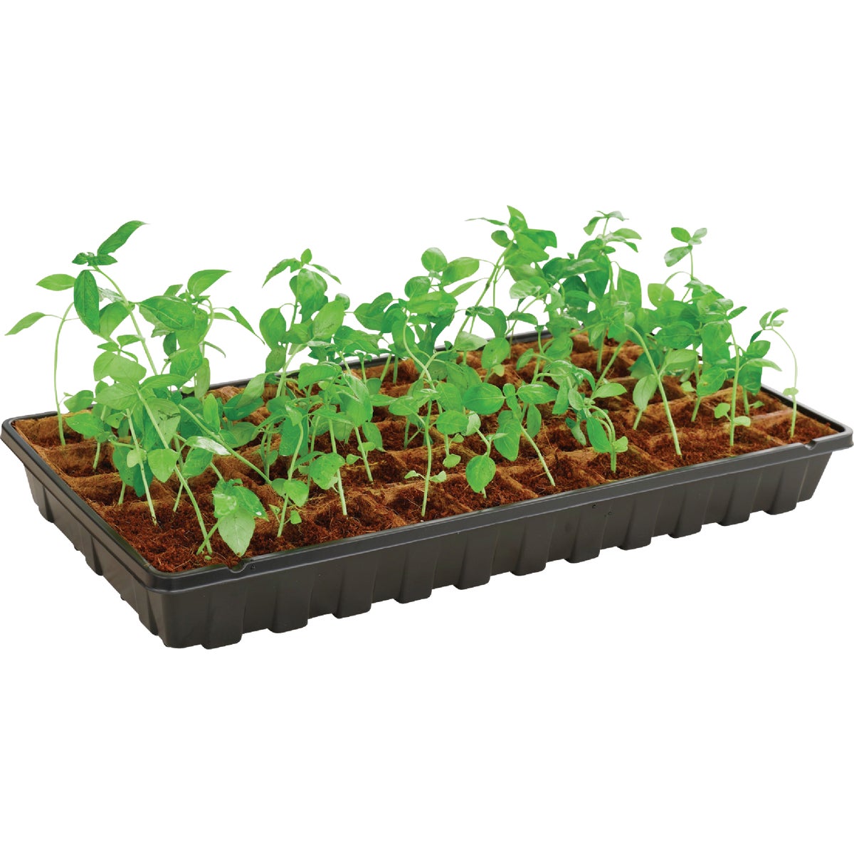 PlantBest 50-Cell Coir Seed Starter Kit Image 6