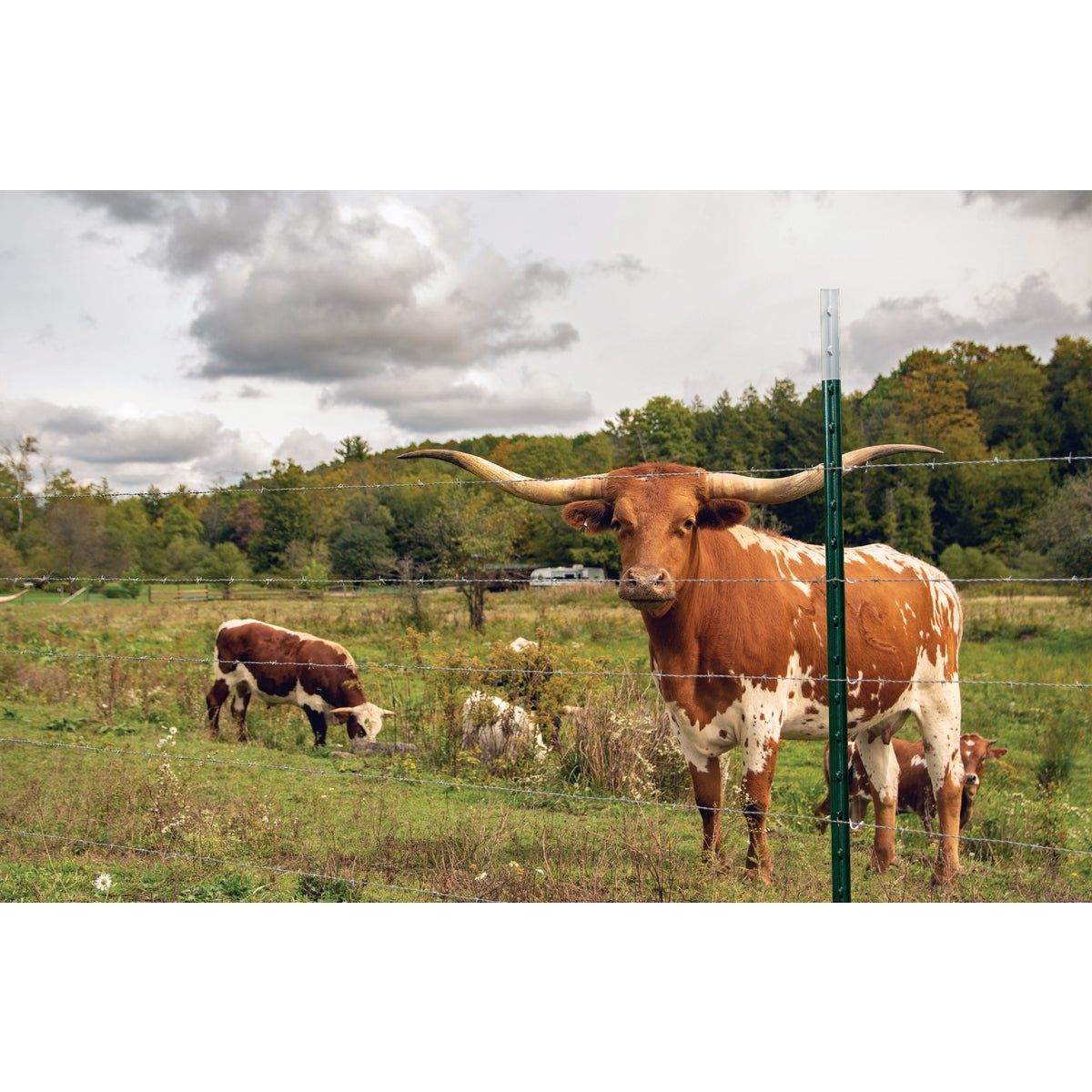 Franklin Industries 5.5 Ft. Steel 1.25 Lb./Ft. Fence T-Post Image 2