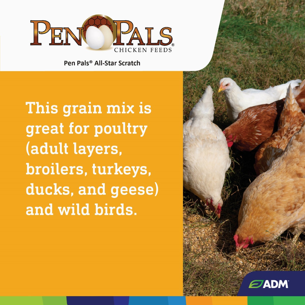 ADM Pen Pals 50 Lb. All-Star Scratch Poultry Grain Mix Image 3