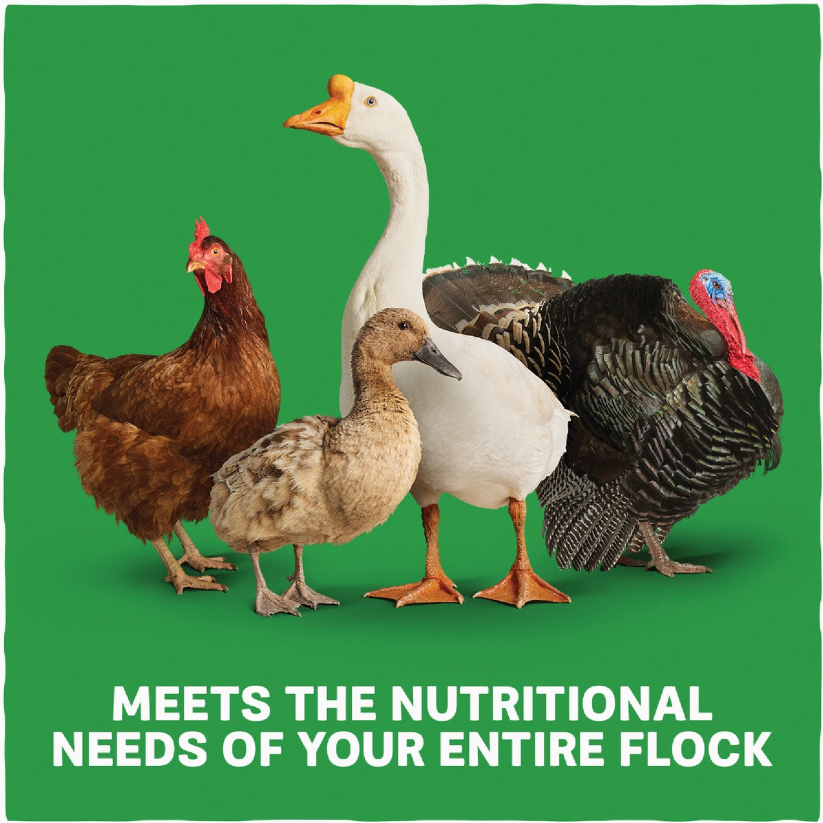 Kent Multi-Flock Chick N Game 50 Lb. Starter/Grower Crumble Image 6