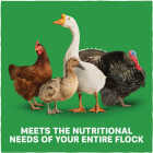 Kent Multi-Flock Chick N Game 50 Lb. Starter/Grower Crumble Image 6
