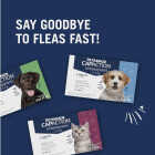 PetArmor CapAction 2 to 25 Lb. Dog Flea Tabs (6-Pack) Image 5