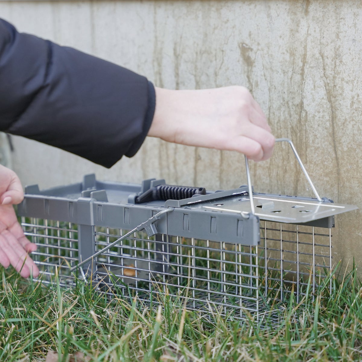Havahart Galvanized Wire Mesh 17.75 In. 1-Door Small Live Animal Trap Image 3
