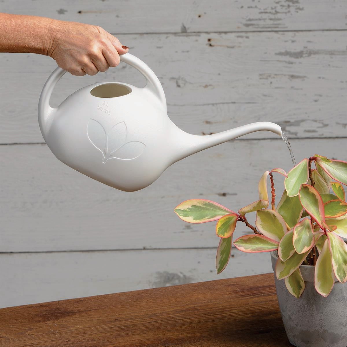 Novelty Root & Vessel 1/2 Gal. Pearl Deluxe Watering Can Image 2
