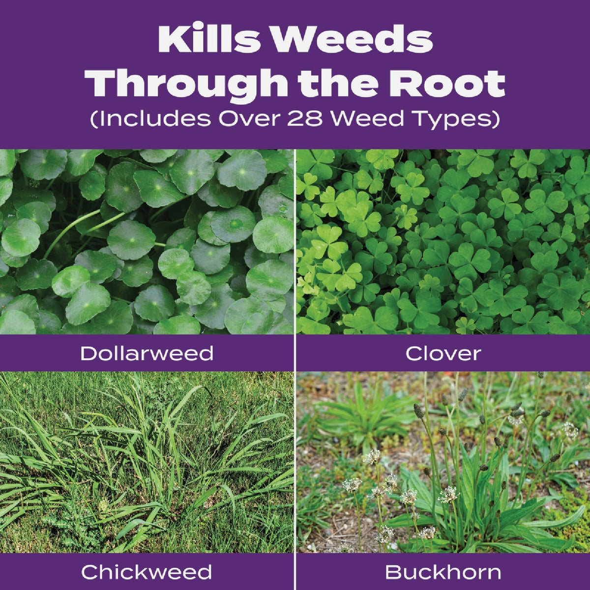 Scotts Turf Builder Bonus S Southern Weed & Feed 18.62 Lb. 5000 Sq. Ft. Weed Killer Plus Lawn Fertilizer Image 3