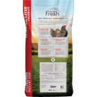 Kent Home Fresh Extra Egg Layer 50 Lb. Crumble Feed Image 7
