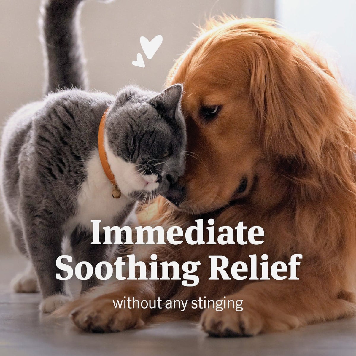 PetArmor 4 Oz. Anti-Itch Spray for Dogs & Cats Image 2