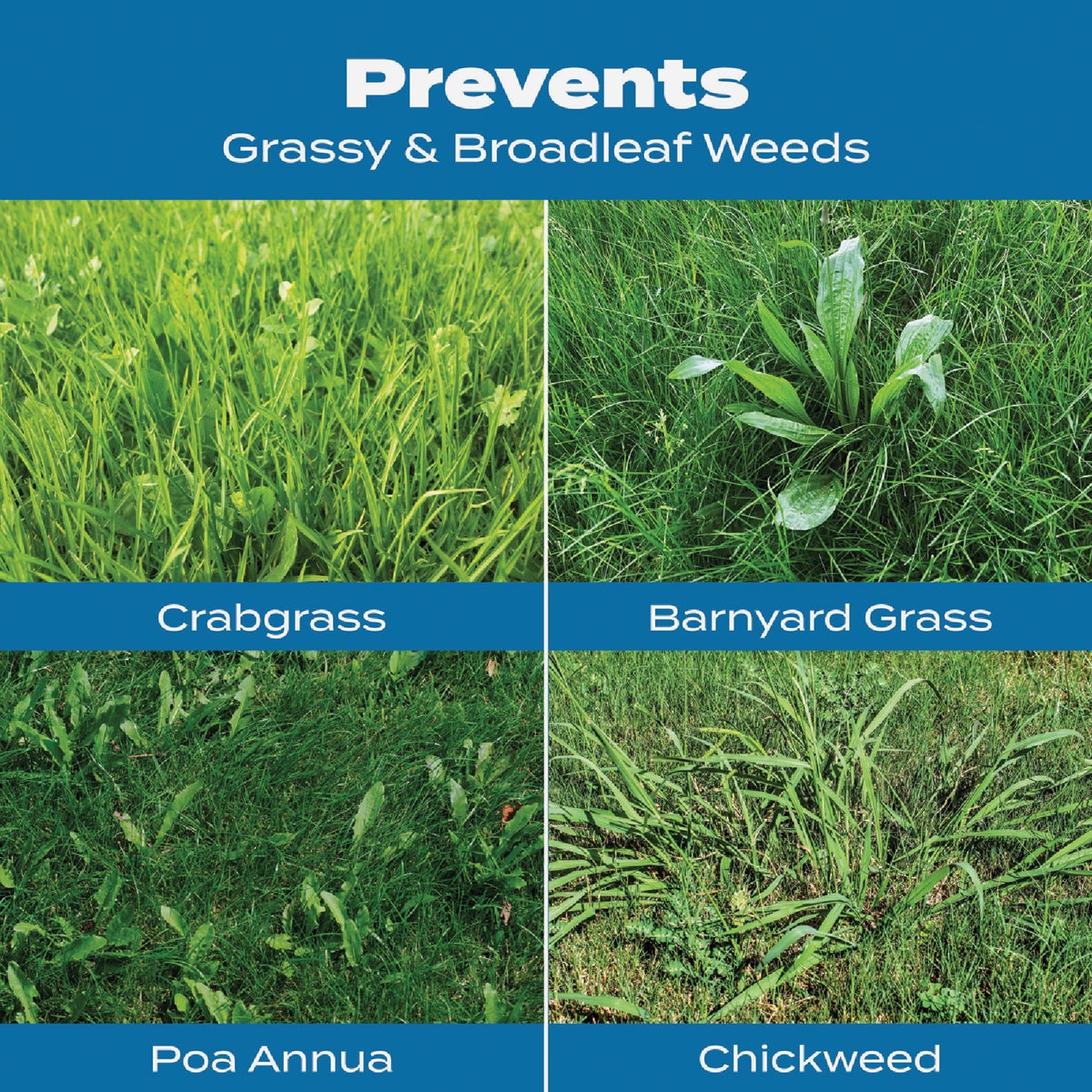 Scotts Turf Builder 13.35 Lb. 5000 Sq. Ft. Halts Crabgrass Preventer with Lawn Food Image 8