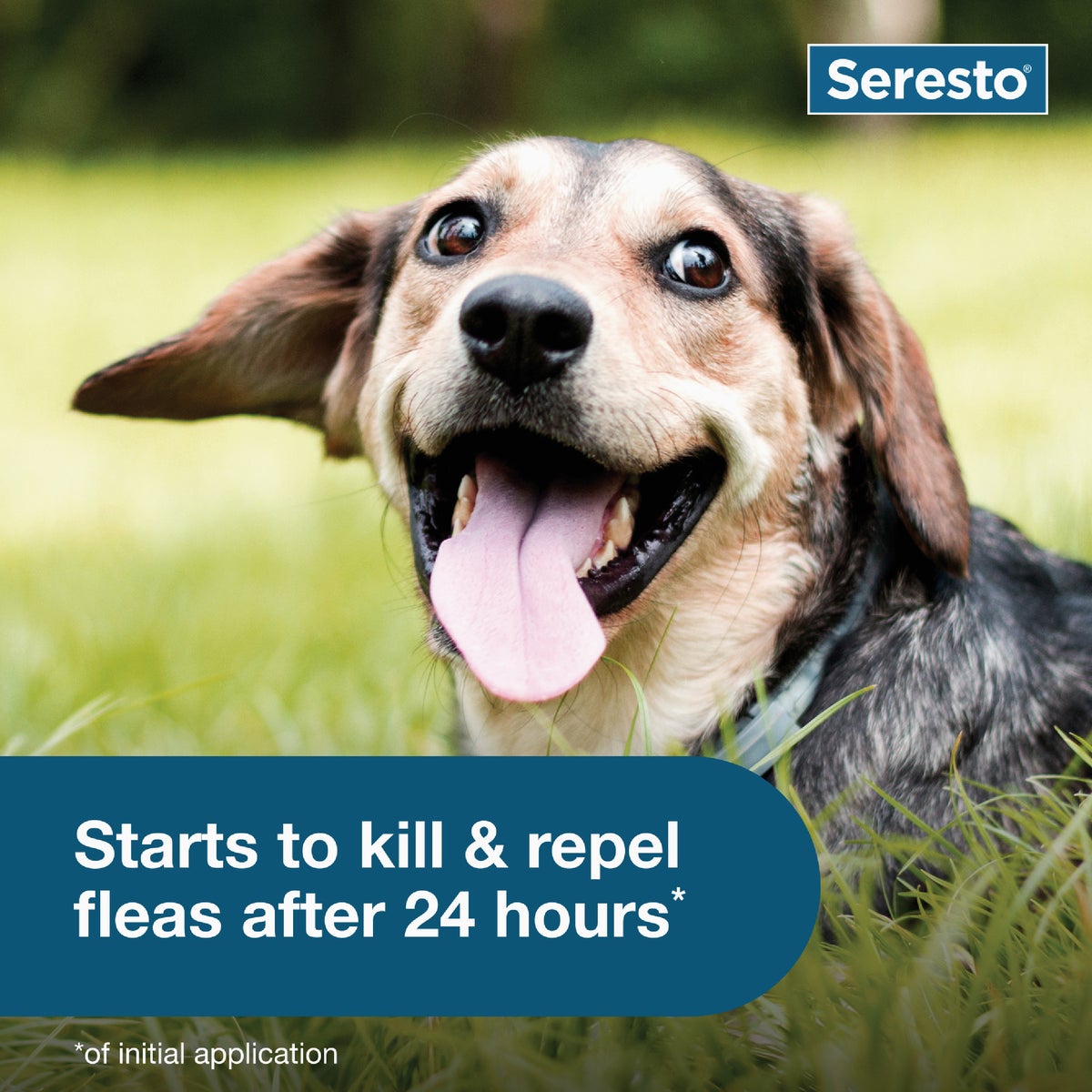 Seresto 8 Month Flea & Tick Collar for Dogs Up to 18 Lb. Image 6
