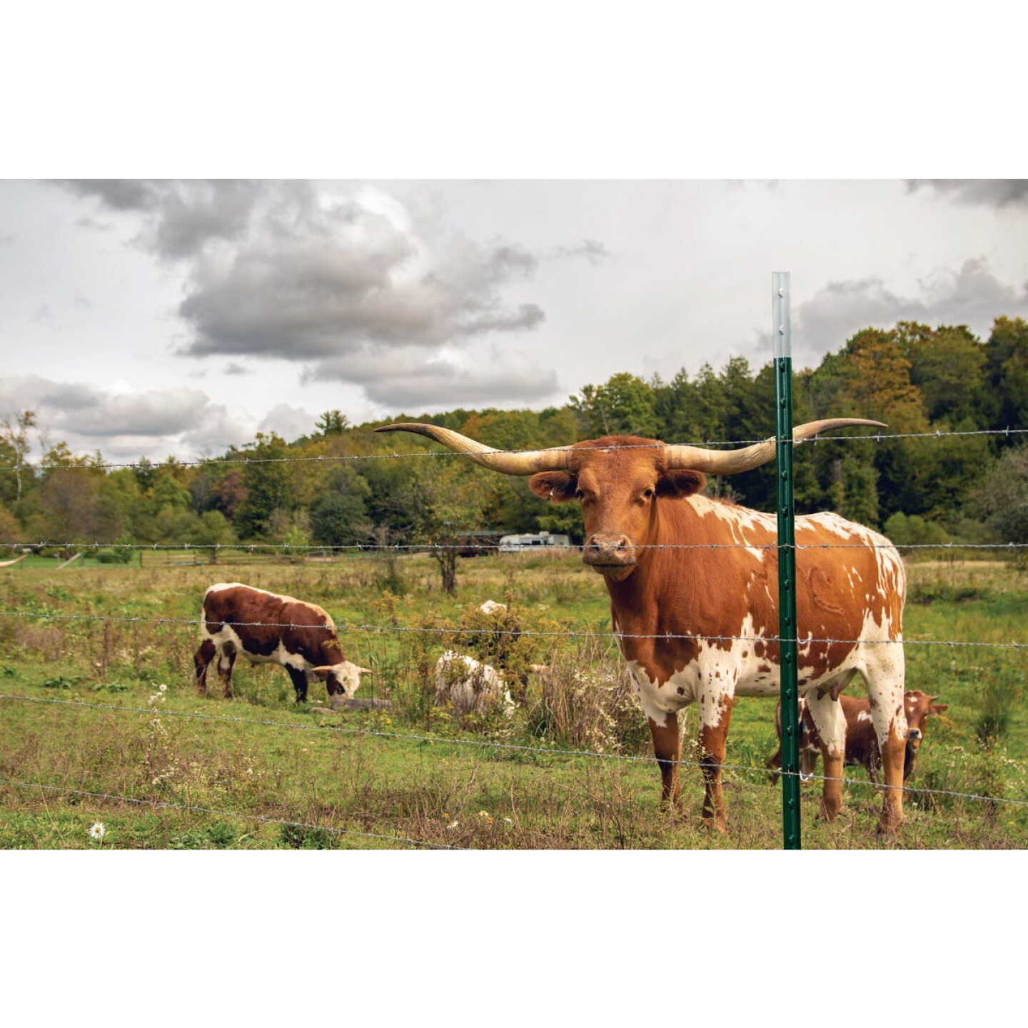 Franklin Industries 8 Ft. Steel 1.25 Lb./Ft. Fence T-Post Image 2
