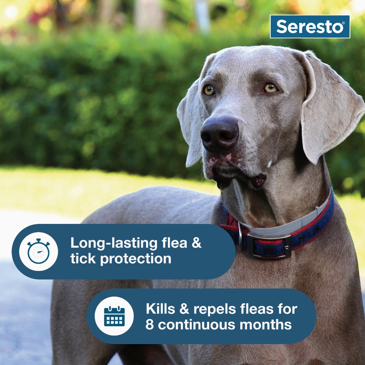 Seresto 8 Month Flea & Tick Collar for Dogs Over 18 Lb. Image 3