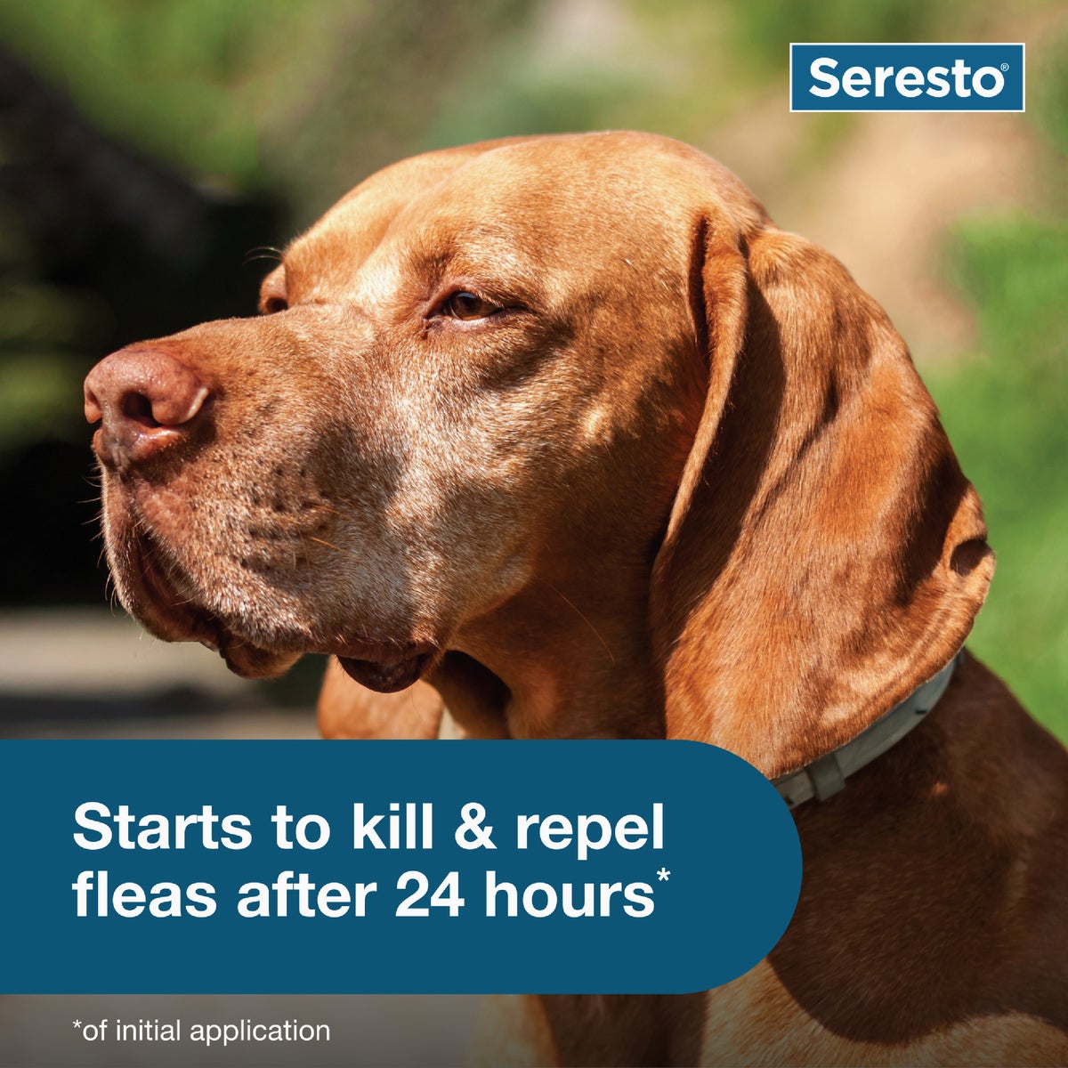Seresto 8 Month Flea & Tick Collar for Dogs Over 18 Lb. Image 6