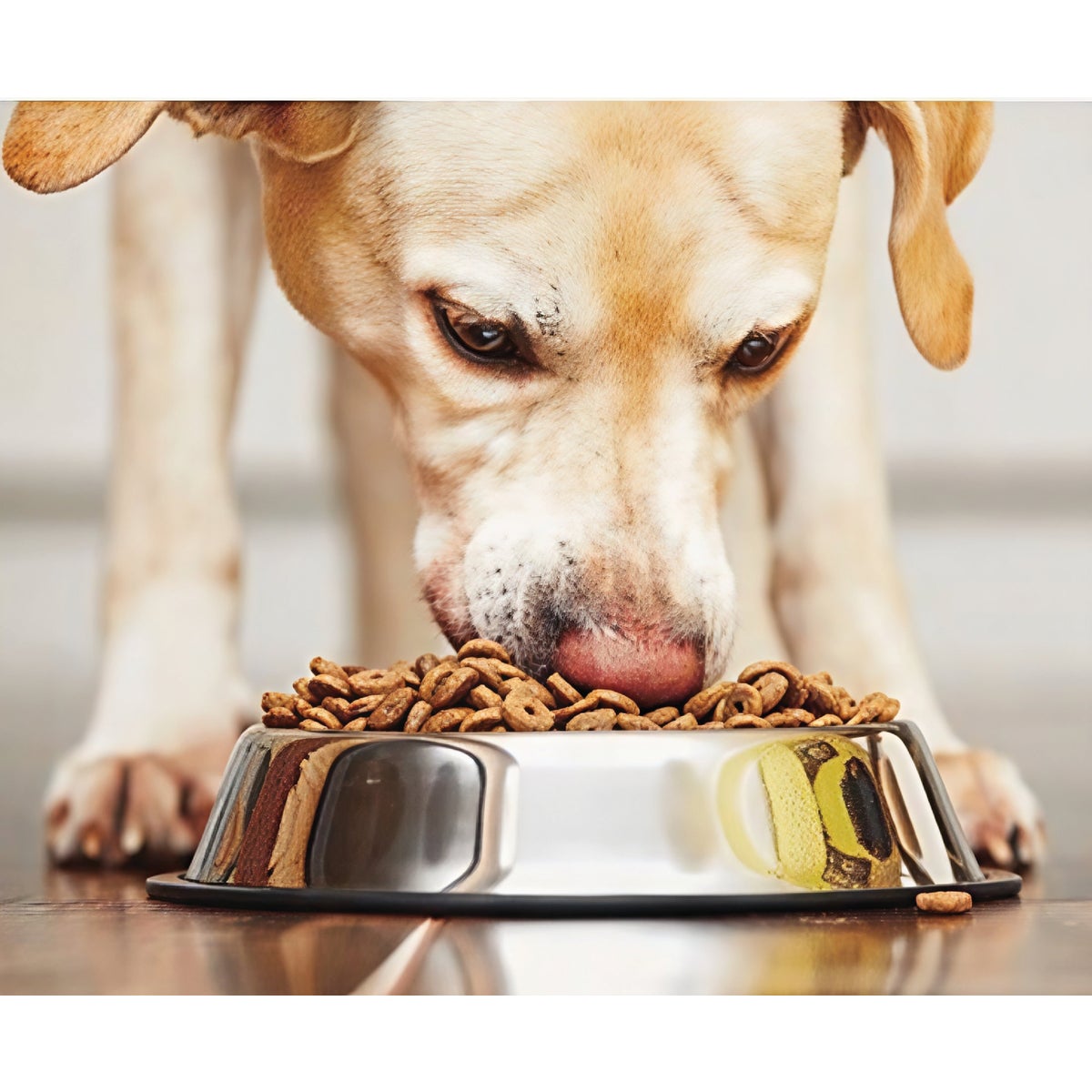Spot 64 Oz. Mirror Finish No-Tip Stainless Steel Dog Dish Image 3