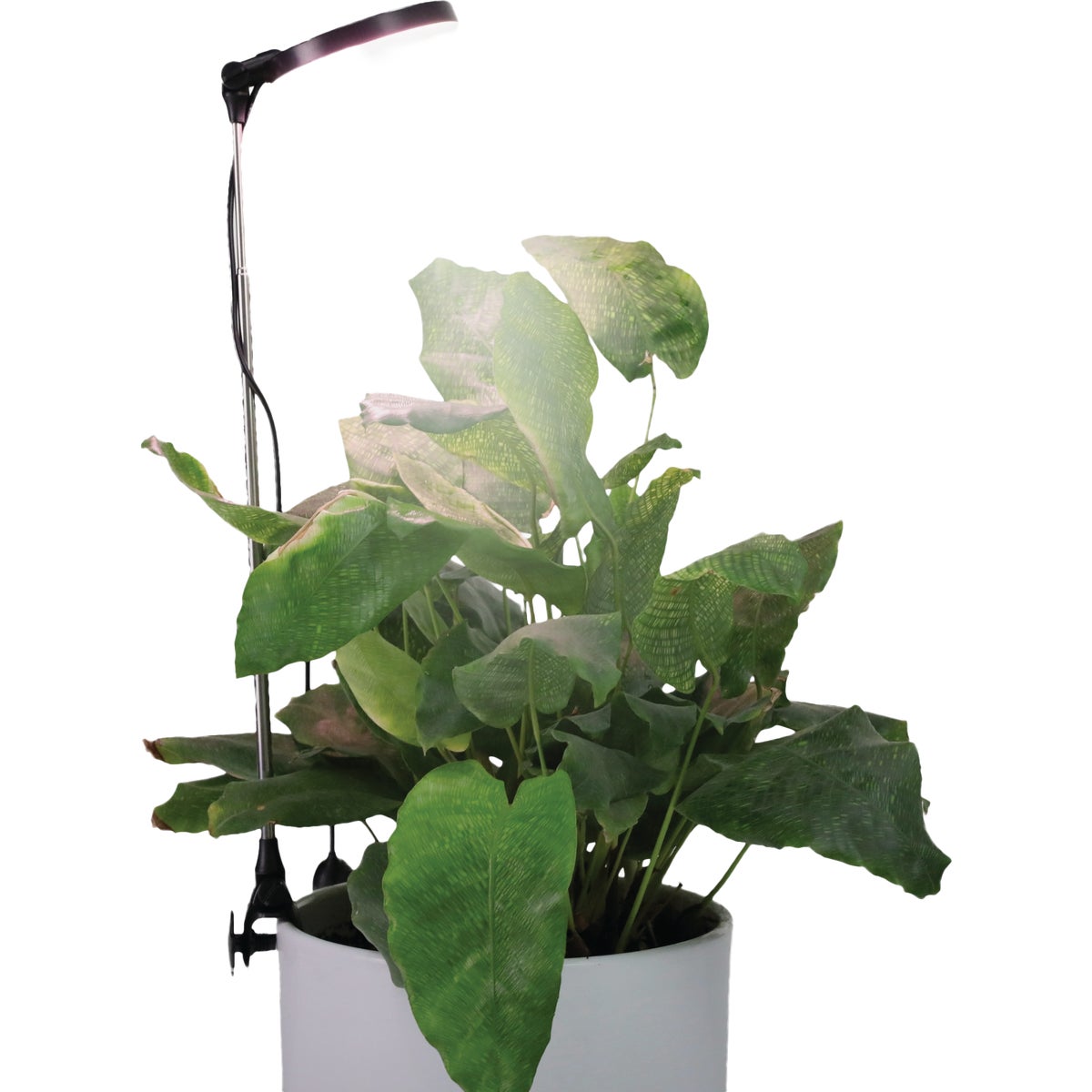 Mossify 10W LED Black Adjustable Height LED Plant Light Image 3