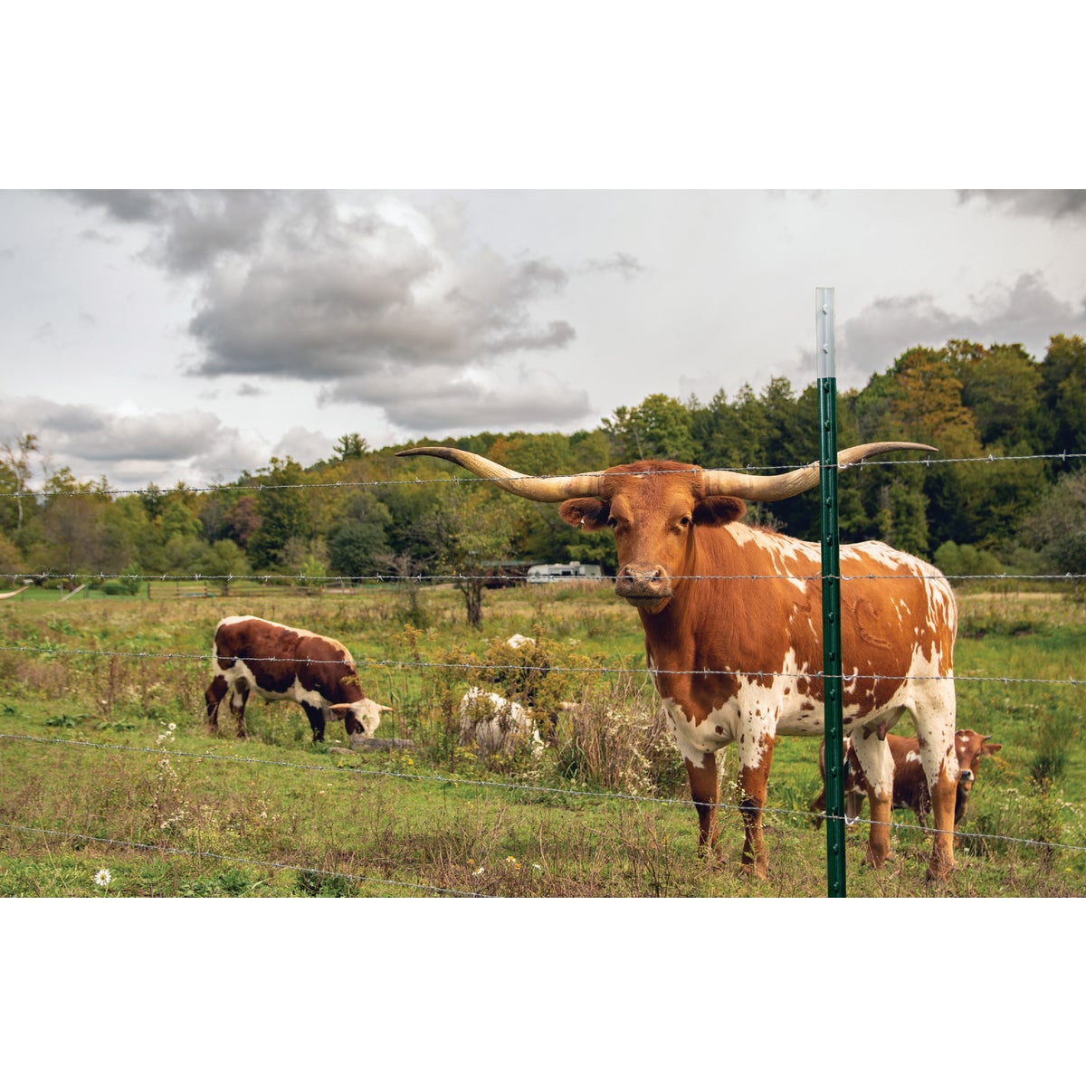 Franklin Industries 5.5 Ft. Steel 1.33 Lb./Ft. Fence T-Post Image 2