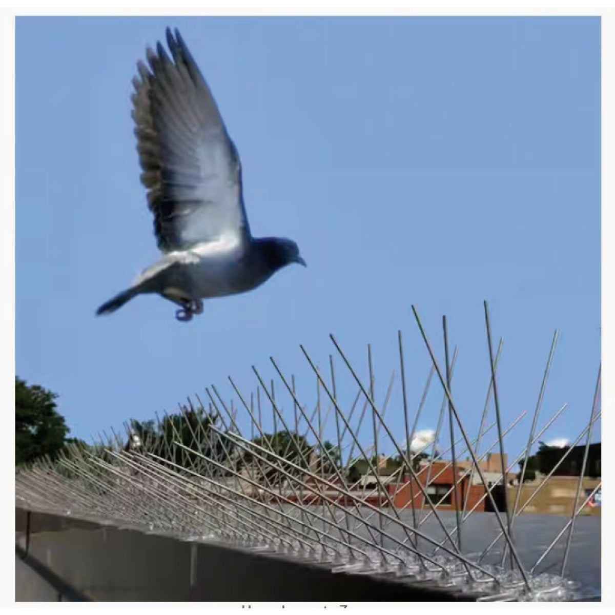 Bird-B-Gone 5 In. x 50 Ft. Stainless Steel Bird Repelling Spikes Image 2
