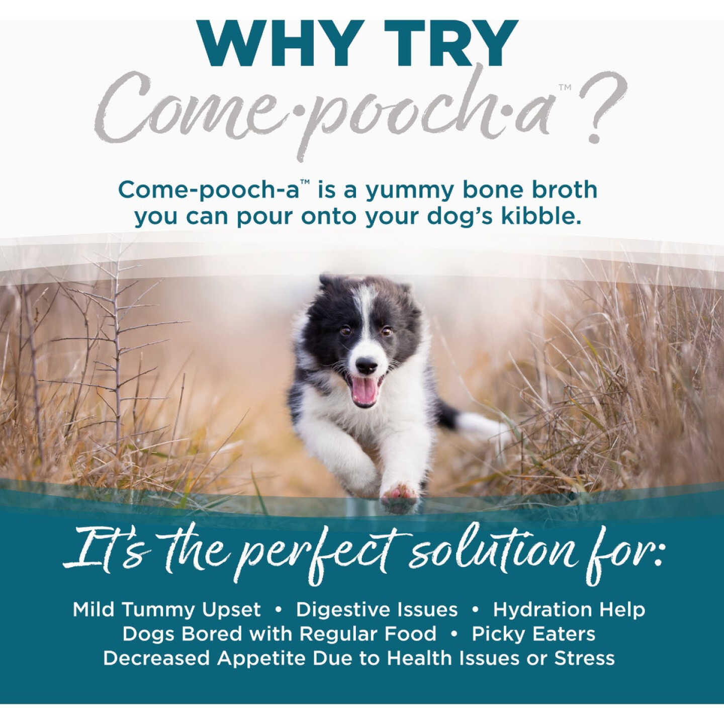 NutriSource Come-Pooch-a 12 Oz. Chicken Bone Broth Recipe Image 6