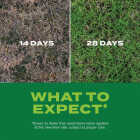 Scotts Turf Builder Rapid Grass 8 Lb. 3000 Sq. Ft. Bermudagrass Seed & Fertilizer Combination Image 4