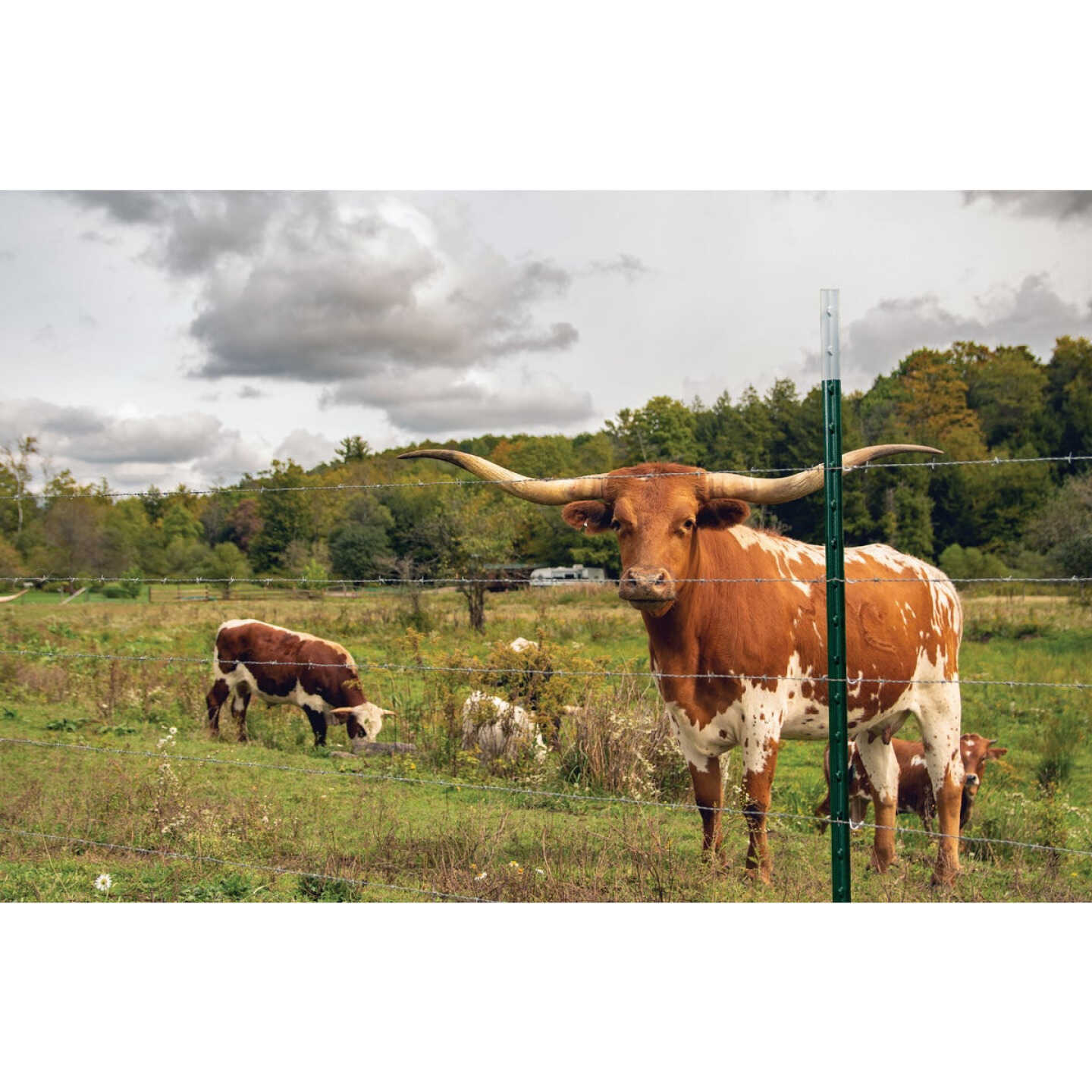 Franklin Industries 6.5 Ft. Steel 1.33 Lb./Ft. Fence T-Post Image 2