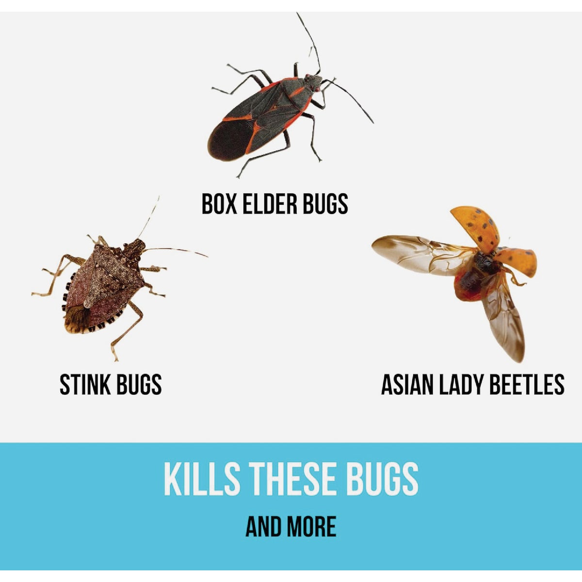 Bugg BUGGSLAYER 8 Oz. Concentrate Insecticide Image 2