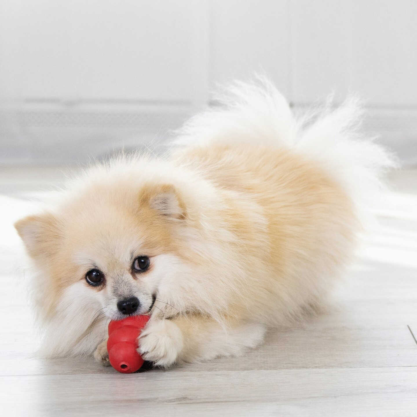Kong Classic Dog Chew Toy, Up to 20 Lb. Image 3
