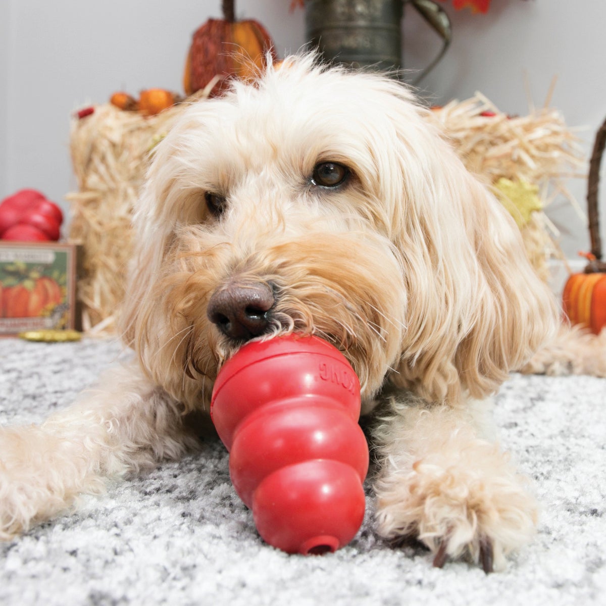 Kong Classic Dog Chew Toy, 15 to 35 Lb. Image 3