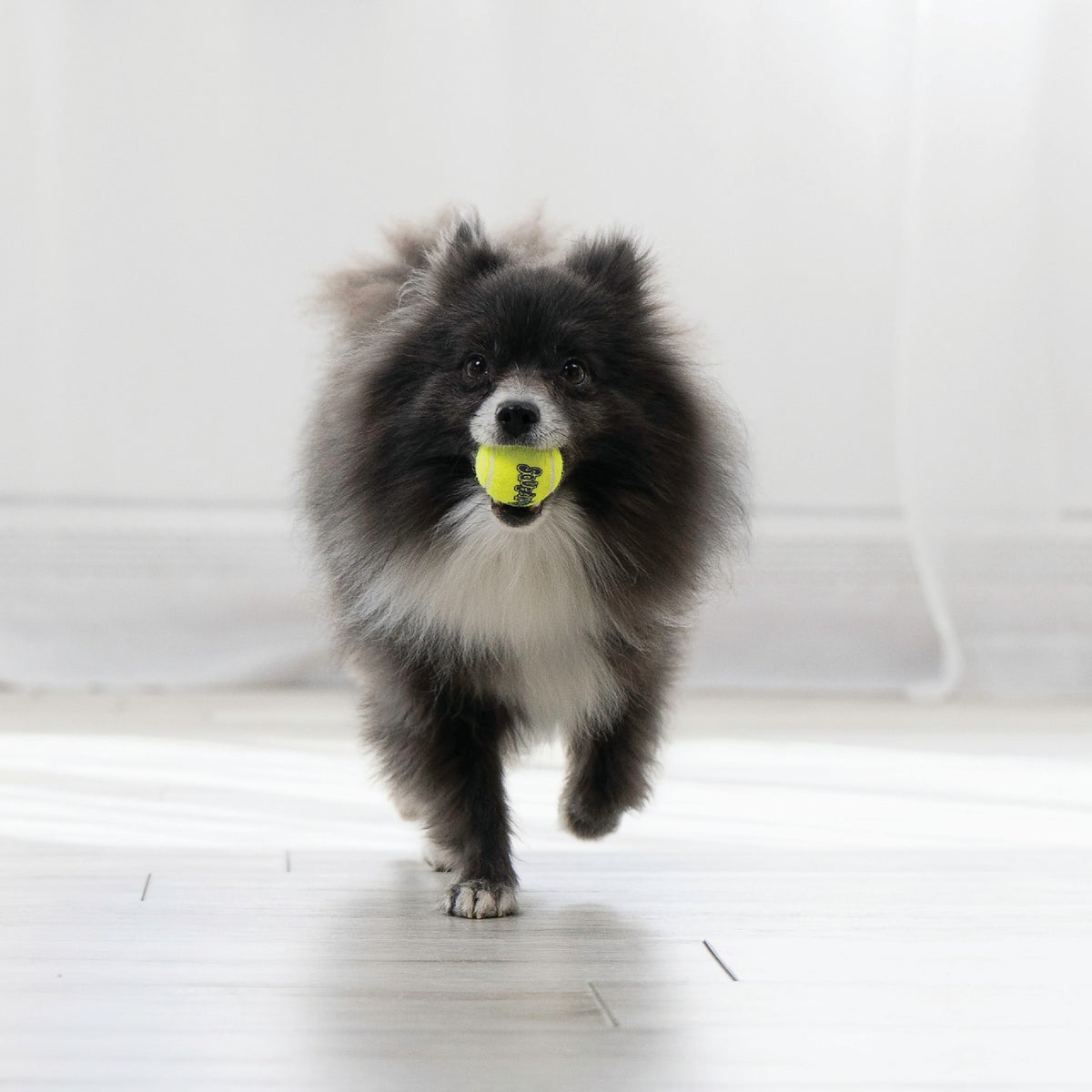 Air Kong Squeaky Extra Small Ball for Toy Breeds Only (3-Pack) Image 2