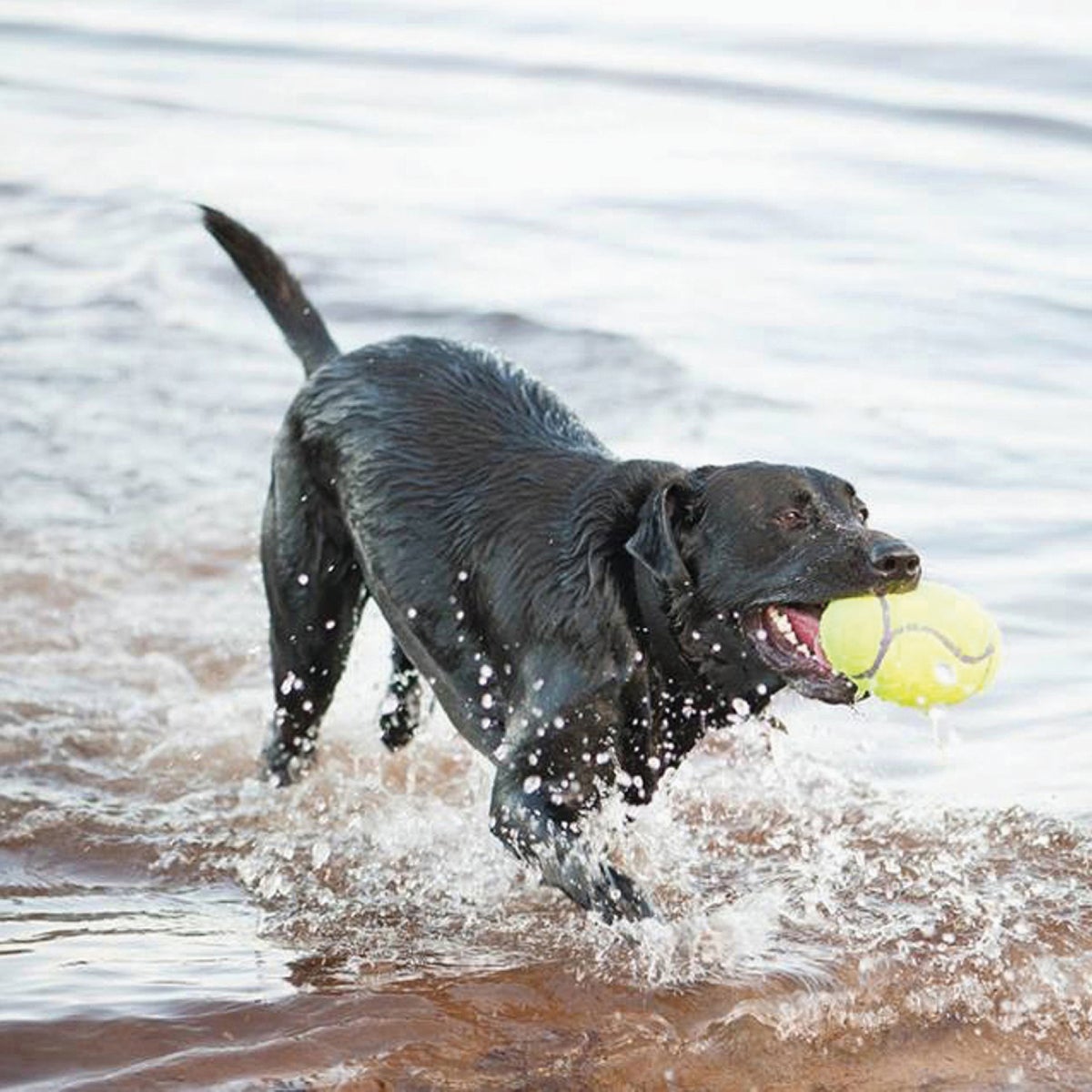 Air Kong Squeaky Medium Football Dog Toy Image 3